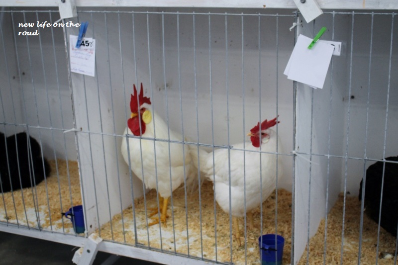 Chickens at Bundaberg Show