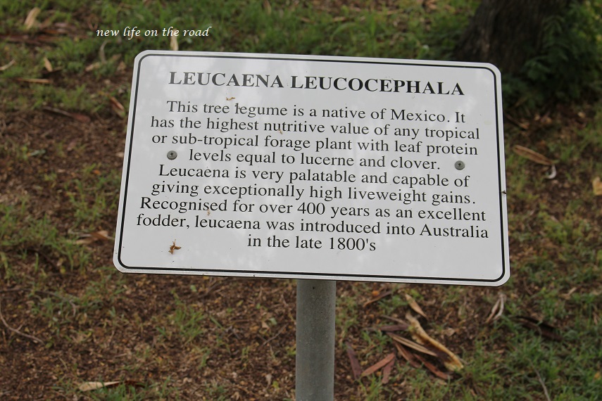 Leucaena Leucocoephala Tree
